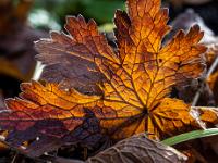 Herbstblatt im Gegenlicht